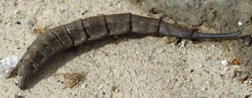 Réf. 354 803 : Stratiomys sp.